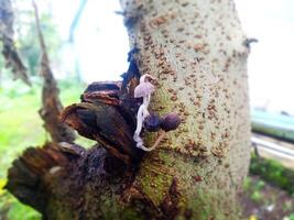 wild Pilz Das verwelkt nach wachsend foto