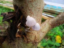 parasitär Pilze auf Baum Körper foto