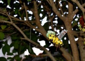 Biene mit Grün Hut Dekoration foto