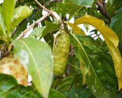 Tempo Obst auf das Baum foto