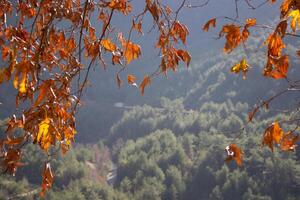 Gelb Ahorn Blätter gegen das Hintergrund von Berge im ein Dunst im hell Hintergrundbeleuchtung. hoch Qualität Foto