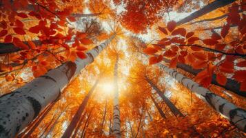 ai generiert hoch aufragend Bäume geschmückt mit beschwingt Herbst Blätter, aalen im das warm glühen von das Nachmittag Sonne foto