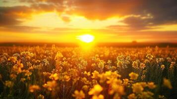 ai generiert ein schön Feld mit Blühen Raps beim Sonnenuntergang. Dort sind Raps Blumen unten und Grün Gras auf oben von das Sonne foto