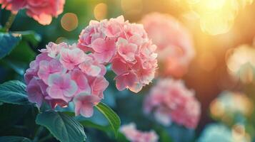 ai generiert schön hell Hintergrund von ein Sommer- Garten mit ein blühen Rosa Hortensie Busch foto