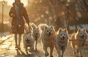 ai generiert mehrere Weiß Hunde sind Gehen entlang mit ein Frau auf ein Leine foto