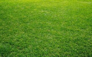 glatt Grün Gras, gepflegt Rasen auf ein sonnig Tag. natürlich Hintergrund von Gelbgrün Gras im das Sonne. Stadion Gras. oben Aussicht von Garten Hintergrund, hell Gras Konzept, Rasen zum Sport Feld. foto