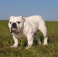 ein Englisch Bulldogge foto