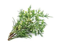 Ast von Thuja isoliert auf Weiß Hintergründe. gesund Essen foto