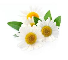 Kamille Blumen auf Weiß Hintergründe foto