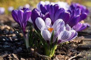 Krokus, Blumen des Frühlings foto