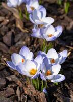 Krokus, Blumen des Frühlings foto