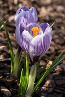 Krokus, Blumen des Frühlings foto