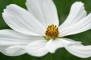 Garten Kosmos, Kosmos bipinnatus foto