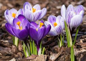 Krokus, Blumen des Frühlings foto