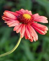 Decke Blume, Gaillardia Grandiflora foto