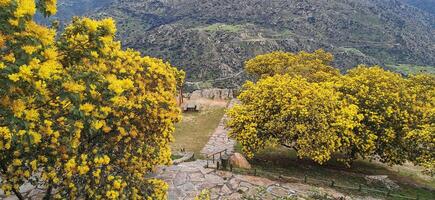 Einzelheiten von Akazie Bäume mit Gelb Blumen auf das Pisten von das Douro Fluss, im nordöstlich Portugal. wunderbar Reise und Natur. foto