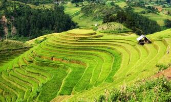 Standpunkt von Reis Feld auf terrassiert Wahrzeichen von mu cang Chai foto