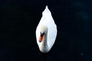 weißer Schwan schwimmt auf dem See foto