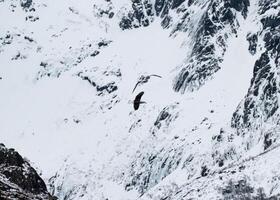 Möwe fliegend im das Himmel auf schneebedeckt Berg foto