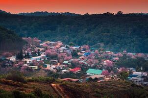 ländlich Szene von thailändisch Stamm Dorf mit wild Himalaya Kirsche Baum Blühen im das Sonnenuntergang beim Verbot rong kla, Thailand foto