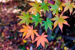 Ahorn Blätter Grün zu rot im Herbst foto