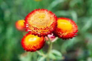 schön Stroh Blume oder ewig Gänseblümchen Blume Blühen im das Garten auf Frühling foto