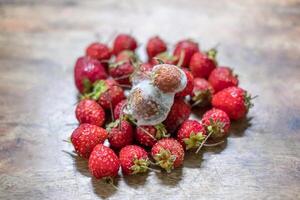 Erdbeere sind Pilz auf reif Stapel Erdbeere foto