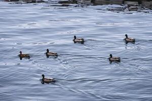 Herde von plappern Ente ordentlich schwebend im Küste foto