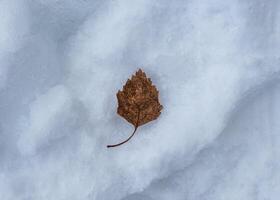 trocken braun Blatt auf Schnee foto