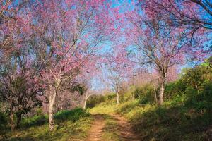 wild Himalaya Kirsche Baum mit Rosa Blume Blühen im Frühling auf Landwirtschaft Feld beim phu lom siehe da foto