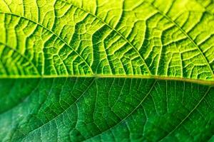 Textur von beschwingt Grün Blatt Venen und Sonnenschein foto