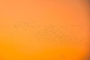 Herde von Vogel fliegend im das Orange Himmel foto