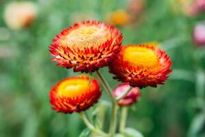 schön Stroh Blume oder ewig Gänseblümchen Blume Blühen im das Garten auf Frühling foto