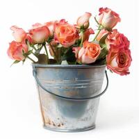 ai generiert Pfirsich Rosen Blume im Eimer isoliert auf Weiß Hintergrund foto