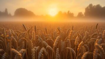 ai generiert Weizen Feld Landschaft mit Sonnenuntergang Blitz foto