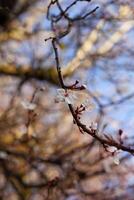 Kirsche blühen im früh Februar foto