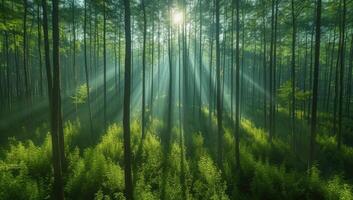 ai generiert Morgen im das Wald mit Sonnenstrahlen und Strahlen von Licht. foto