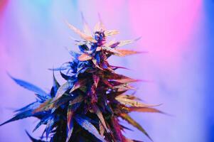 tief lila Cannabis Pflanze. Marihuana Blume. medizinisch Marihuana im violett Neon- Licht auf schwarz Hintergrund. ästhetisch schön Cannabis Hanf foto