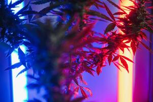 tief lila Cannabis Pflanze. Marihuana Blume. medizinisch Marihuana im violett Neon- Licht auf schwarz Hintergrund. ästhetisch schön Cannabis Hanf foto