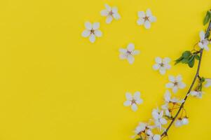 Frühling Hintergrund Tisch. kann Blumen und April Blumen- Natur auf grün. zum Banner, Geäst von blühen Kirsche gegen Hintergrund. verträumt romantisch Bild, Landschaft Panorama, Kopieren Raum foto