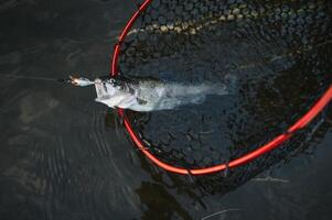 Fischer pflücken oben groß Regenbogen Forelle von seine Angeln Netz foto