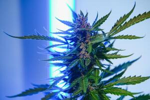 Cannabis Pflanze mit groß Blätter und blühen Knospe. medizinisch Marihuana Pflanze. ästhetisch aussehen auf landwirtschaftlich Belastung von Marihuana Hanf foto