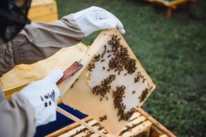 Bienenzucht, Imker beim arbeiten, Bienen im Flug. foto