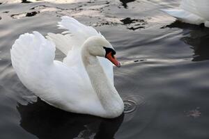 Schwan auf ein Ruhe Wasser Oberfläche im das Abend Std foto