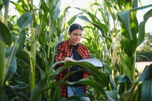 jung weiblich Farmer Arbeiten im das Feld und Überprüfung Pflanzen, Landwirtschaft und gesund Leben Konzept foto