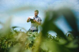 Agronom inspizieren Soja Bohne Pflanzen wachsend im das Bauernhof Feld. Landwirtschaft Produktion Konzept. jung Agronom untersucht Sojabohne Ernte auf Feld im Sommer. Farmer auf Sojabohne Feld. foto