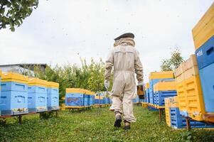 Bienenzucht, Imker beim arbeiten, Bienen im Flug. foto