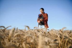 Frau Farmer Agronom Arbeiten im Korn Feld und Planung Einkommen von Ernte. weiblich Prüfung und Überprüfung Qualität Steuerung von produzieren Weizen Ernte. Landwirtschaft Verwaltung und Landwirtschaft foto