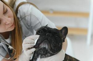 Französisch Bulldogge im ein Veterinär Klinik. Veterinär Medizin Konzept. foto