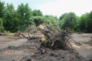 Abholzung Umwelt Problem, Regen Wald zerstört zum Öl Palme Plantagen foto